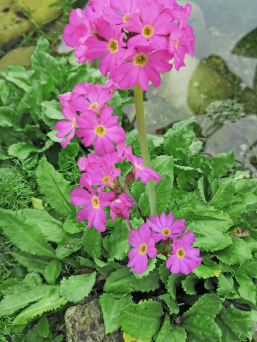 Rosenprimel - Primula rosea